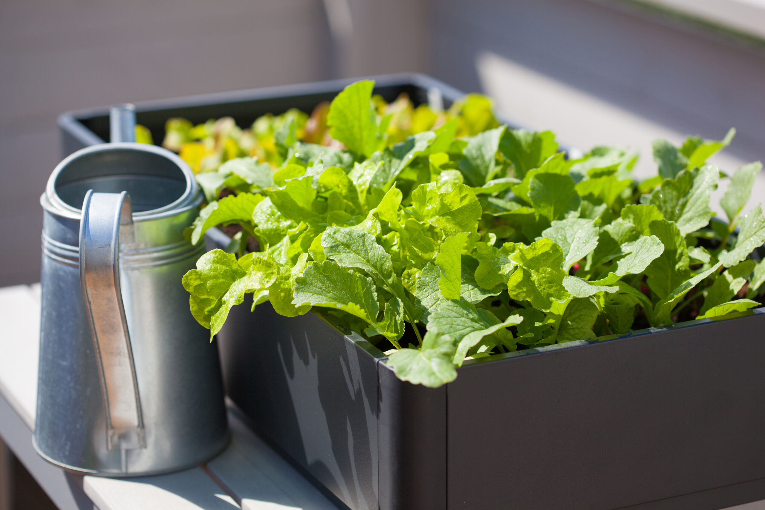 How to Plan a Vegetable Garden for Your Back Deck