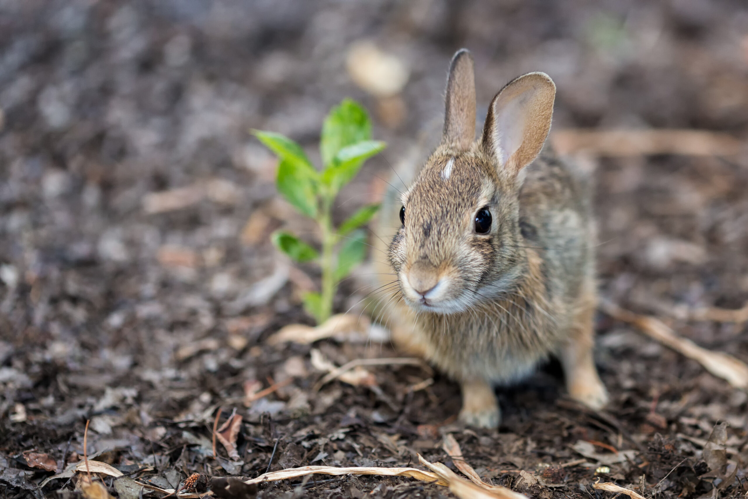 How to Keep Rabbits Out of Your Vegetable Garden