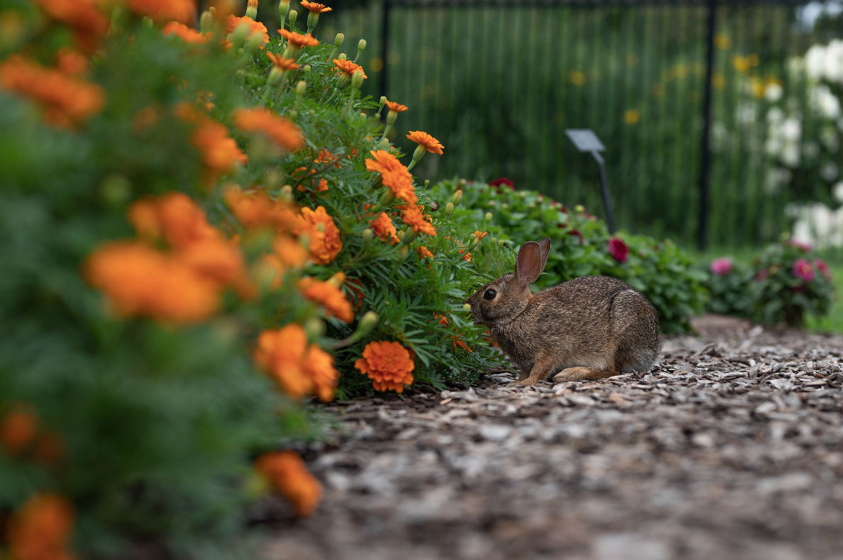 rabbit by flowers