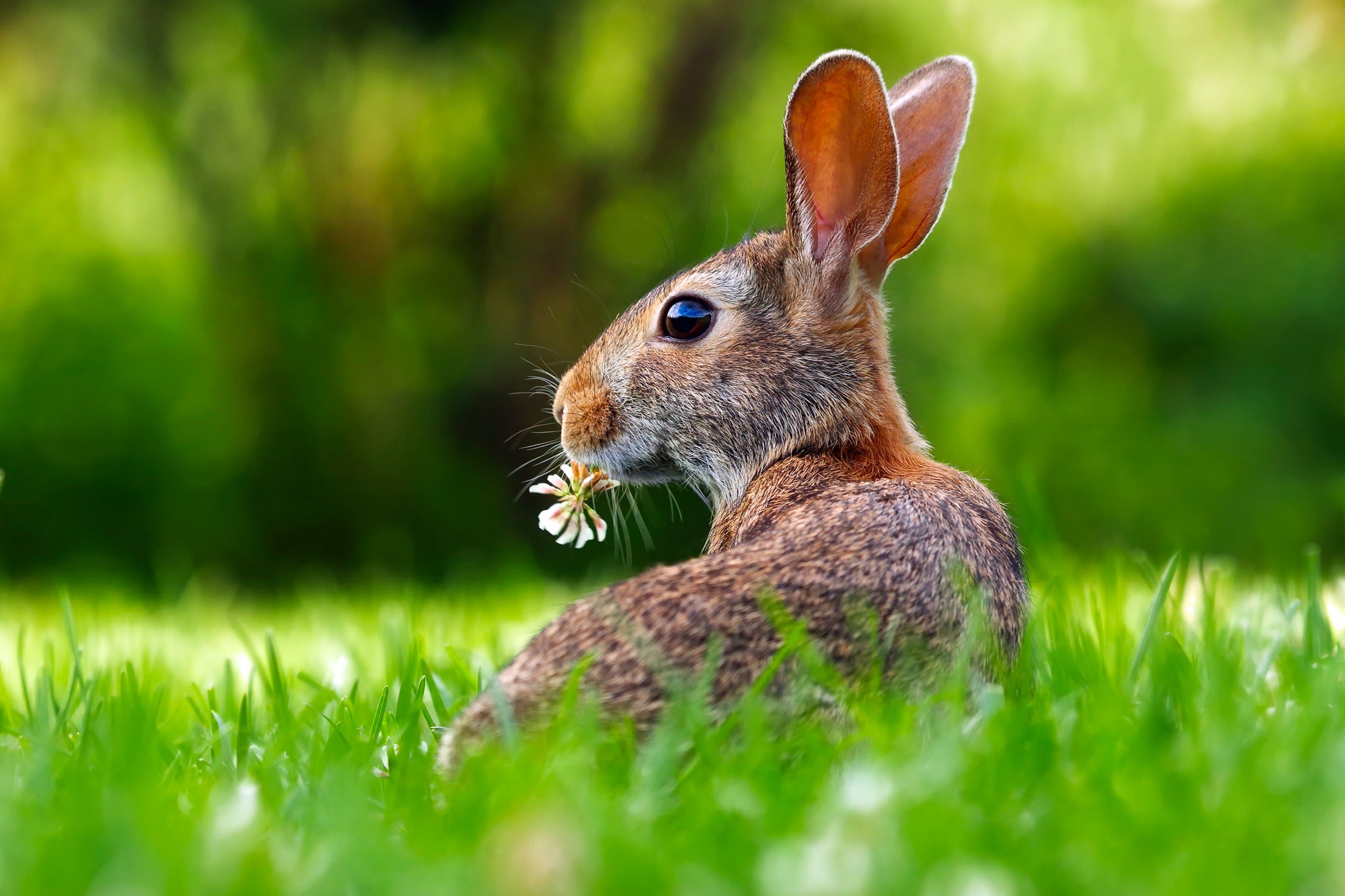 rabbit eating a flower